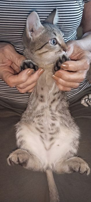 Отдам котят в хорошие руки.