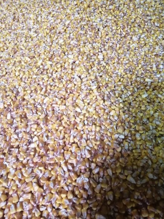 Vând porumb soi Pioneer 8834 la 0,90 bani kg