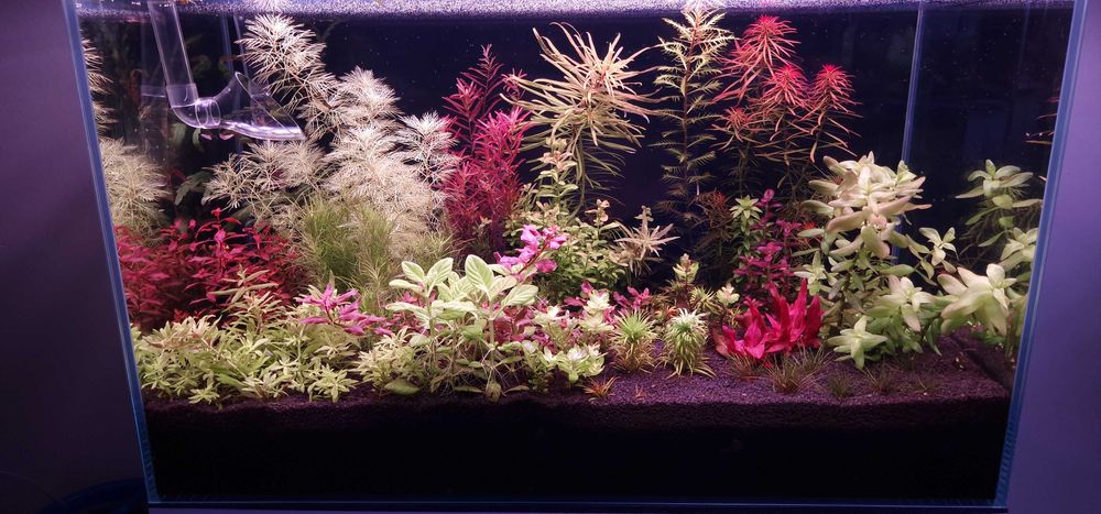 Plante naturale de acvariu + Gratis 10 Capsule Nutritive pt. Rădăcini