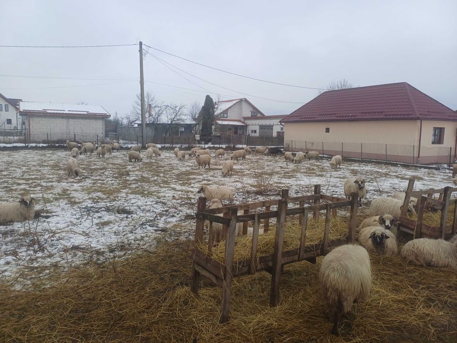 Cauta alta casa , masoritatea sunt tinere