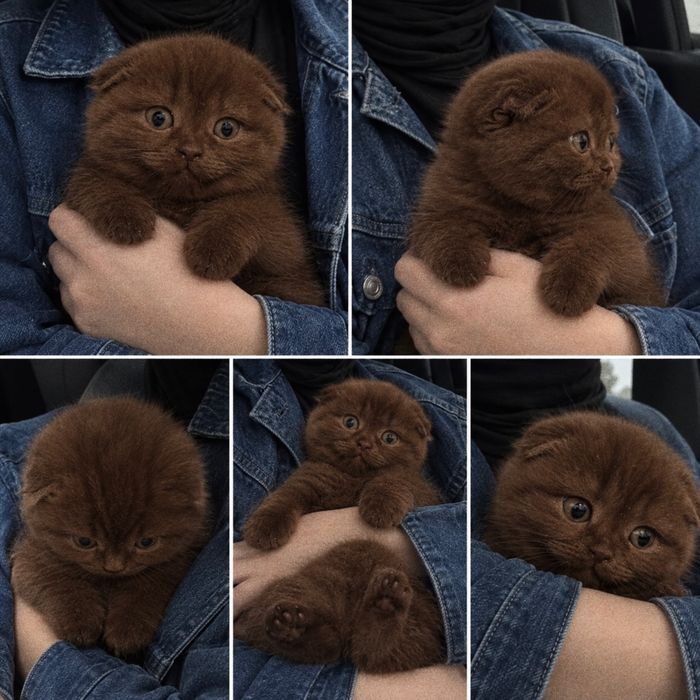 Шикарные шотландцы! Котята скоттиш фолд