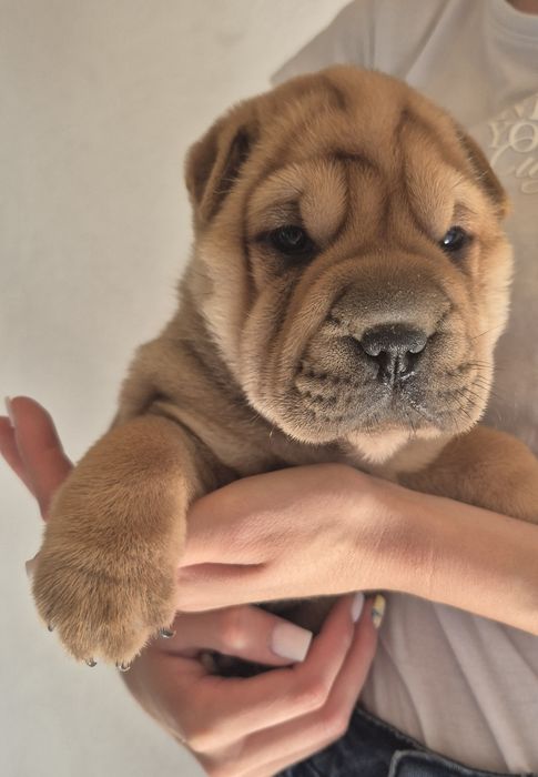 Shar pei drăgălași