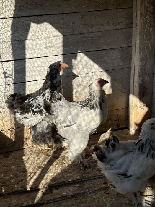 Tineret brahma 3 hd si un bobat