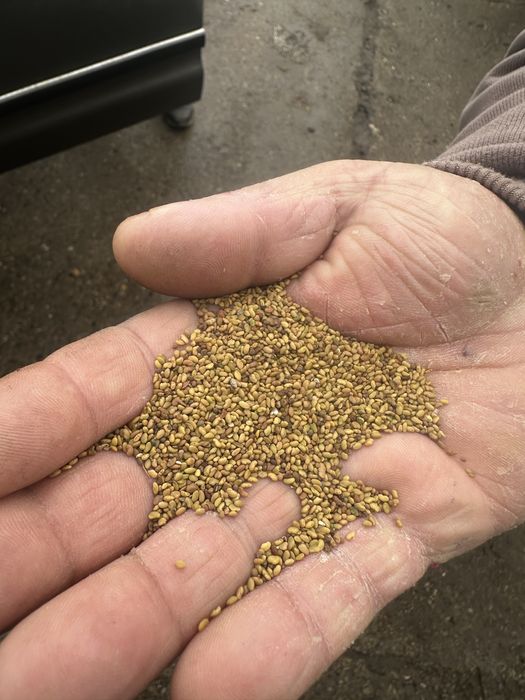 Seminte de lucerna soi dobrogea