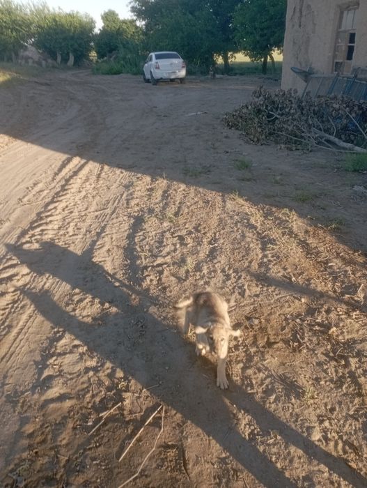 Kuchukchlar kimga kerak