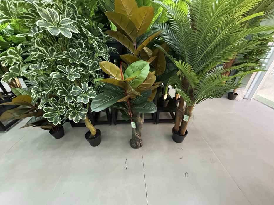 Gullar bo’yi 1,80 m dan 2,1 metr gacha