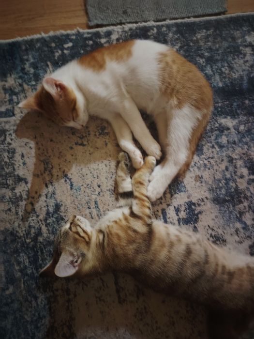 Подарявам женско котенце