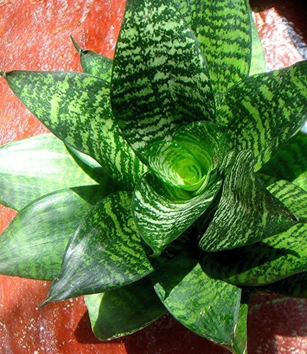 Комнатные растения, цветы для дома, офиса