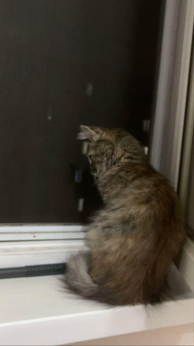 Продается кошка.1500тг