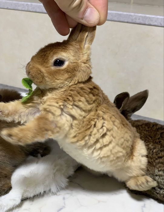 Продам кроликов декоративных