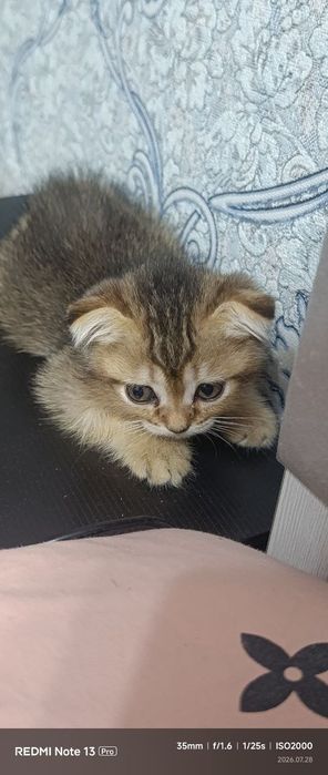 продается котята