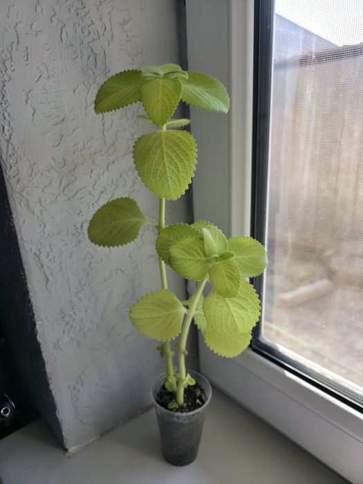 Продам цветочки новые ухоженные