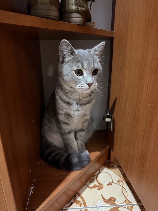 Кот 8 месяцев метис