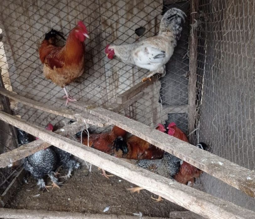 Кораз Семиз домашний