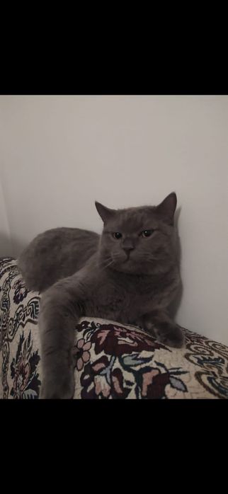 Отдам в добрые руки кота