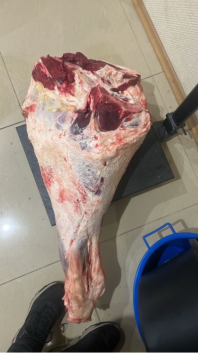 Продам мясо говядины тушами