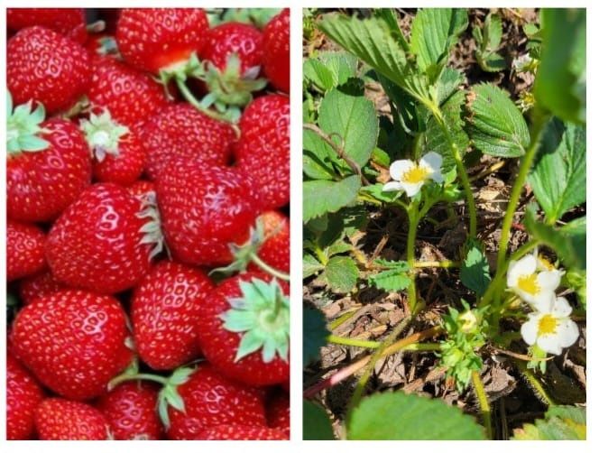Продам рассаду клубники