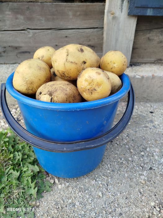 Картофель едовой