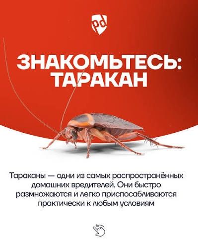 Уничтожение клопов и тараканов в Семее. Частный мастер. Низкие цены