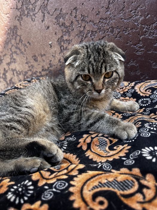 Вислоухий кошка