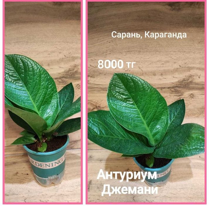 Антуриум разный..