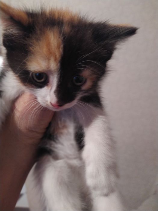 Котята в хорошие руки