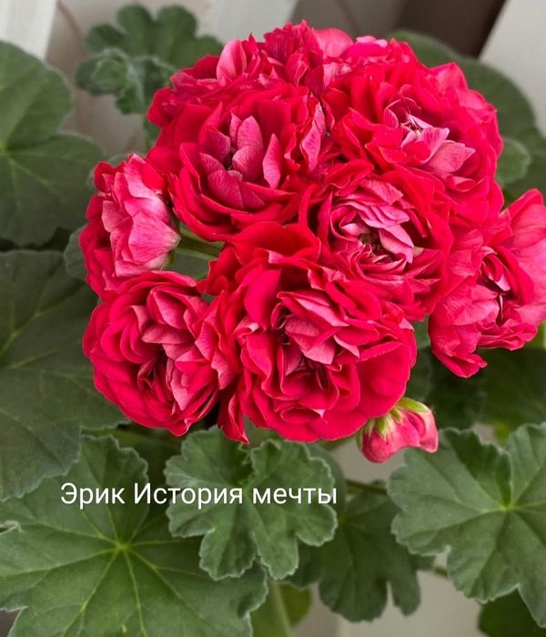 Укорененные пеларгонии