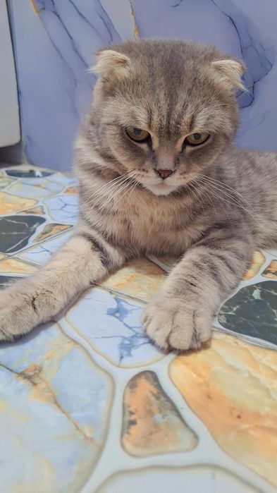 Scottish fold yoqimtoy mushuk vyaskaga