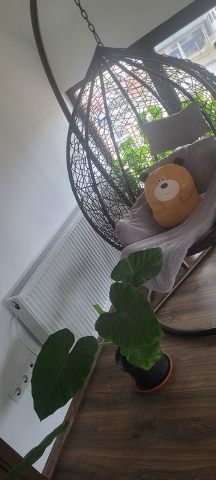 Floare / Planta Alocasia Macrorrhiza (Ureche de elefant)