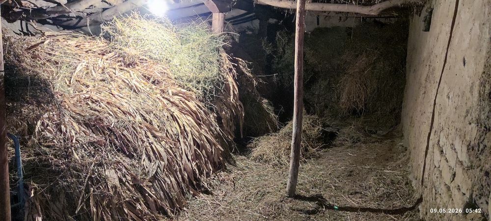 Bog‘langan beda va poya sotiladi