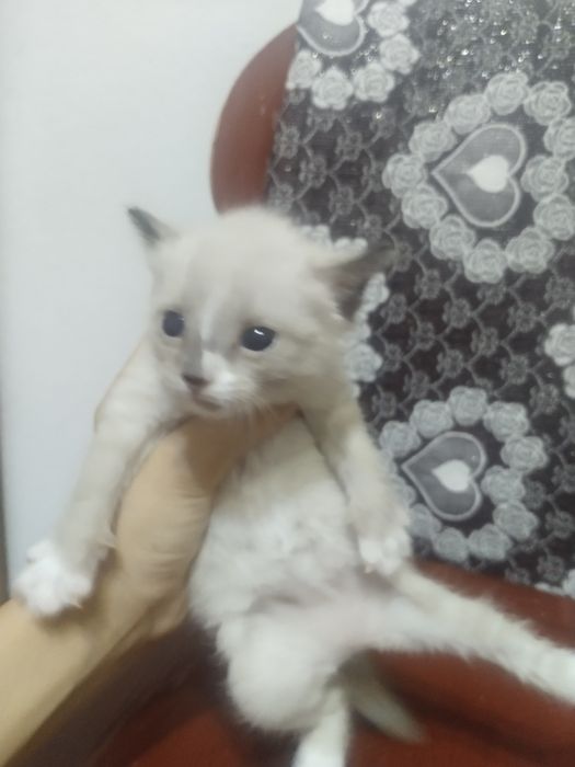 Котята даром в добрые руки