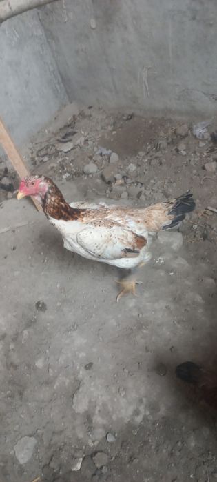 Хороз ва макйон сотилади зоти турк