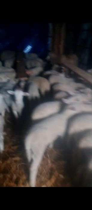 Miei lacaune de prăsilă