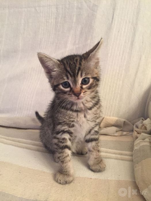 Котенок в добрые руки