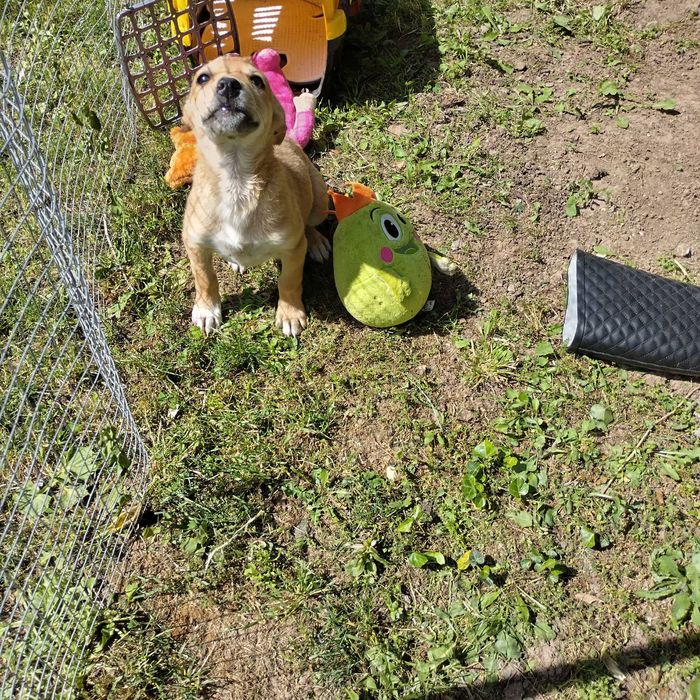 We are urgently looking for a home for a street puppy.Спешно търсим дом на малко женско куче