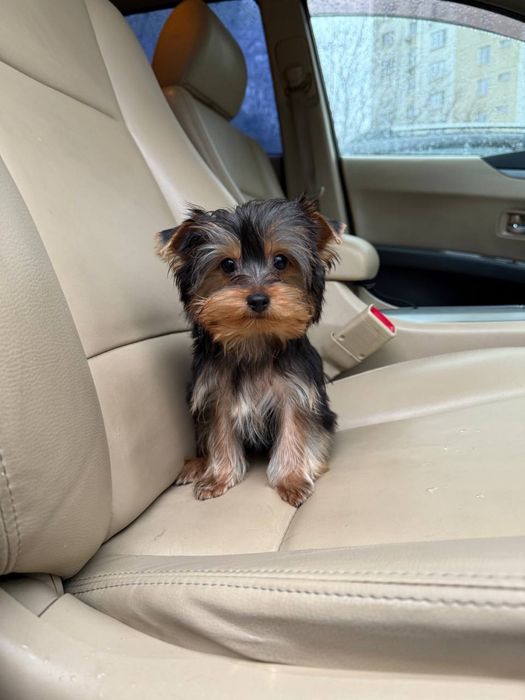 Щенки Йорк (йоркширский терьер)