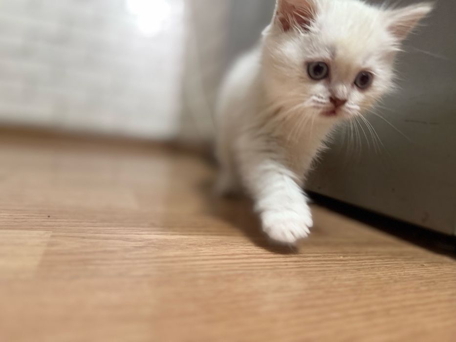 Продам котика британская