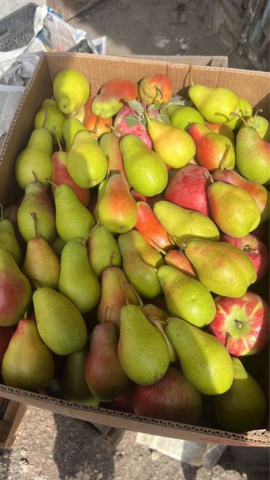 Апорт груша кандиль американка яблоки