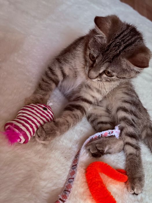 Котенок девочка ждёт семью