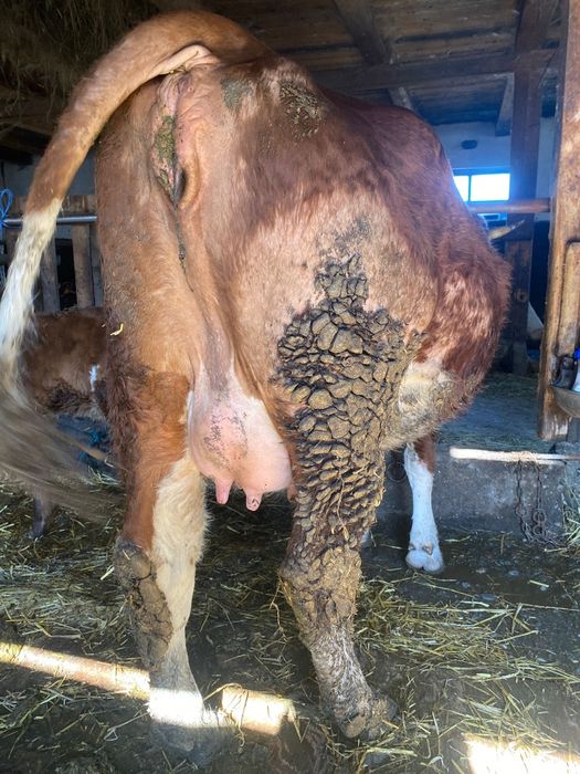 Vând vaci bălțate