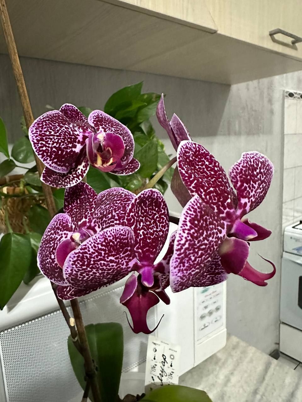 Продаётся орхидея Ягуар: 180 000 сум - Комнатные растения Ташкент на Olx