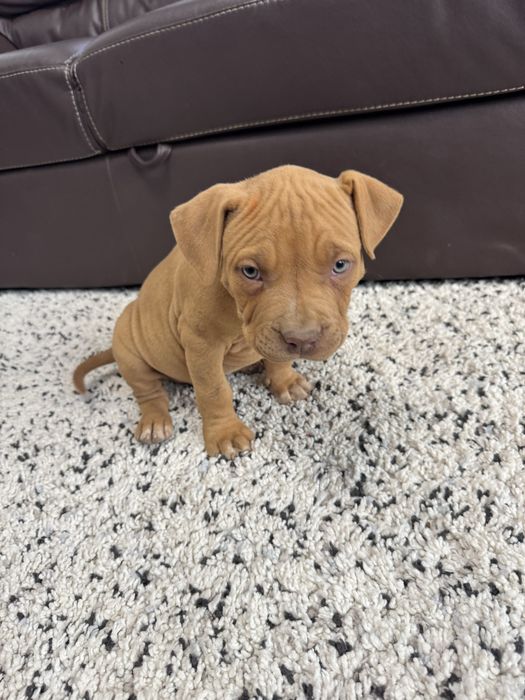 Catei American Bully xl