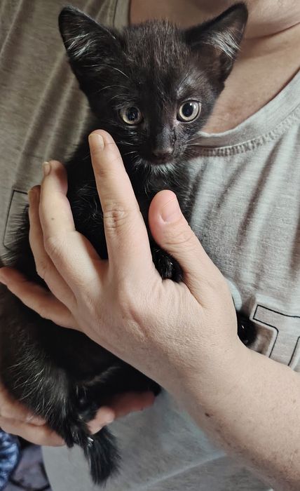 Отдадим котят крысоловы