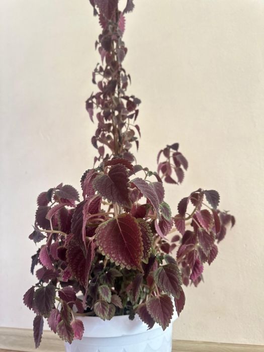 Үй гүлі сатылады. Комнатные цветы продается