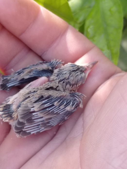 Bulbul va polaponlari bilan