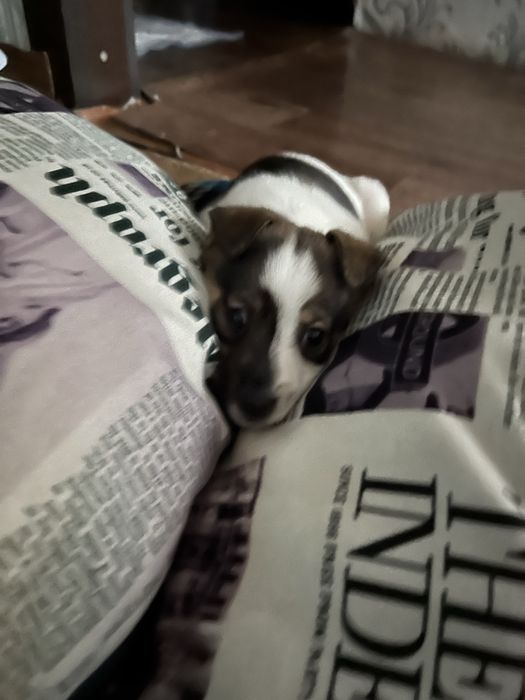 Отдам щенка в добрые руки