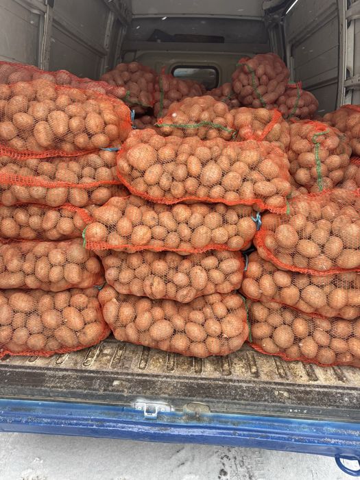 Cartofi consum arizona +55