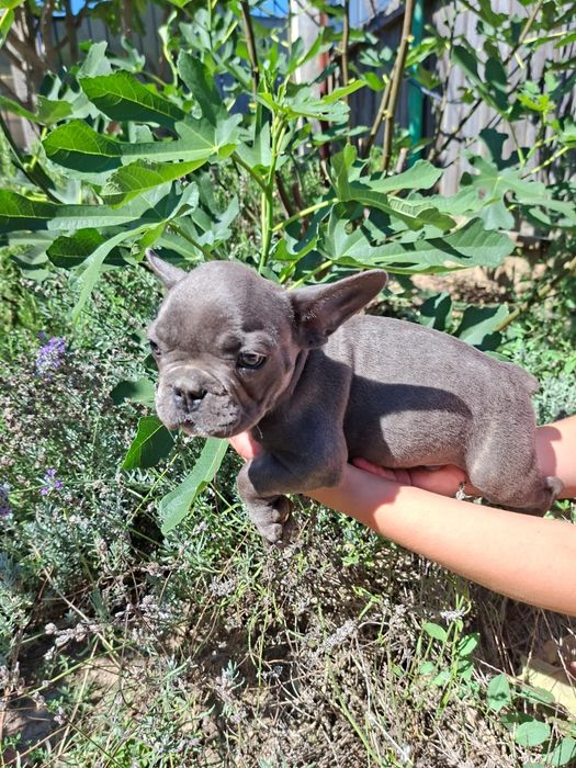 Buldog francez blue