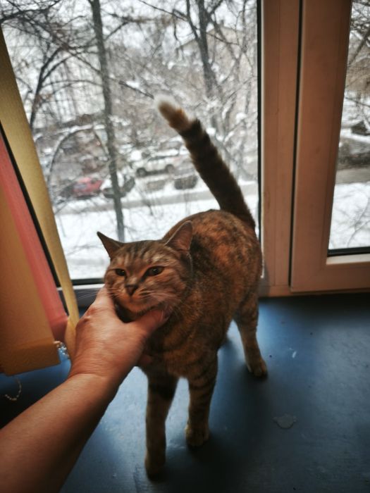 Нашли котенка очень добрая девочка ищем хозяина