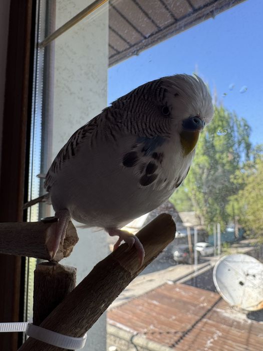 Попугай выставочный